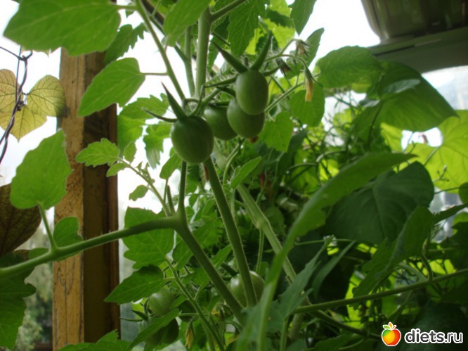 7 ����: ��� �����