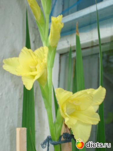 9 ����: ��� �����