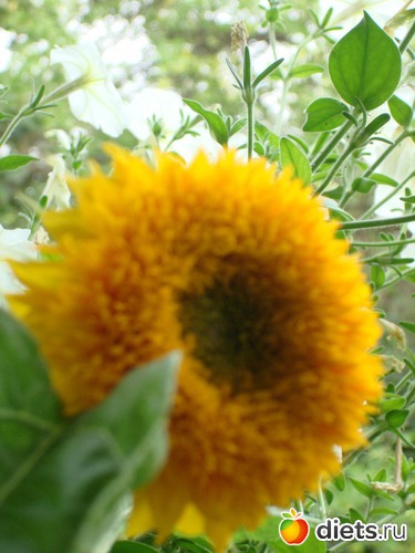 12 ����: ��� �����