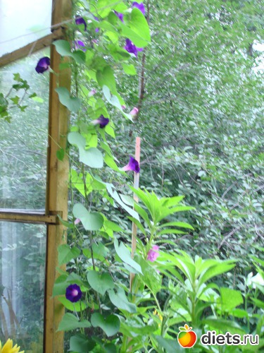 13 ����: ��� �����