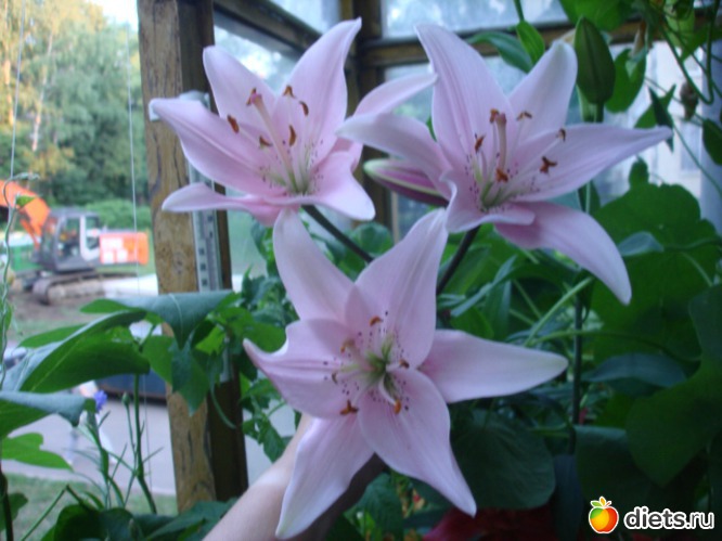 14 ����: ��� �����