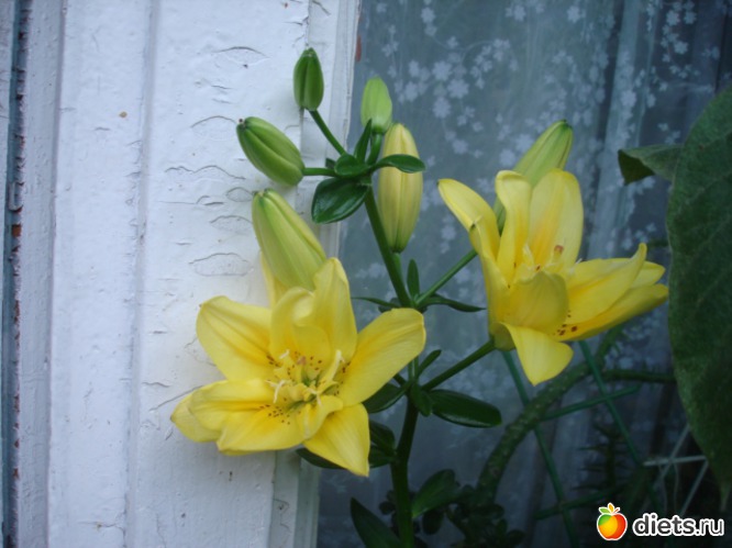 15 ����: ��� �����