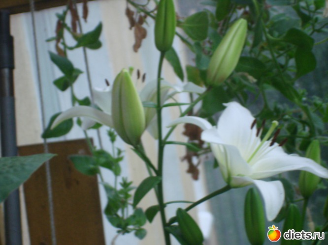 16 ����: ��� �����