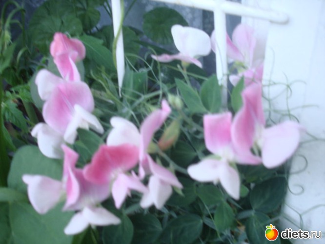 17 ����: ��� �����