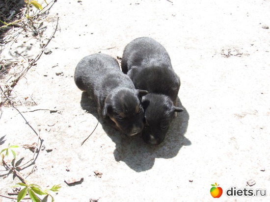 Братишки., альбом: Щеночки.