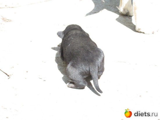 Чем не маленький бегемотик?, альбом: Щеночки.