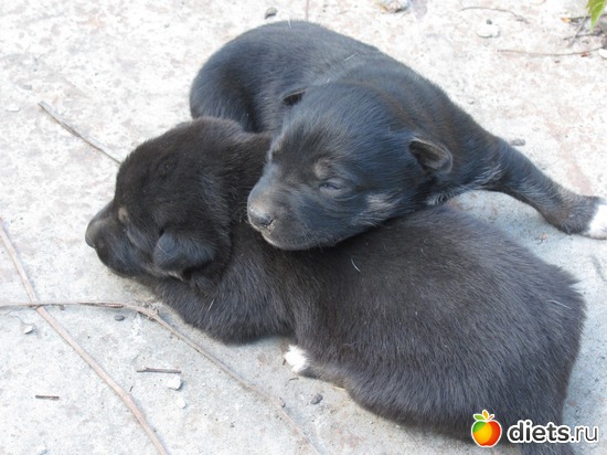 Таких плюшевых мишек 6 штук., альбом: Щеночки.