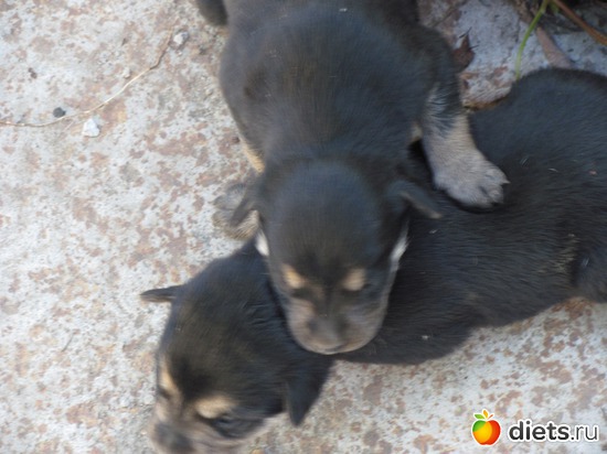 Сладкий сон малышей, альбом: Щеночки.