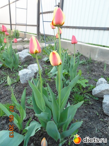 37 фото: просто