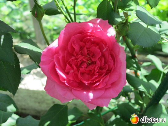 30 фото: Королева сада