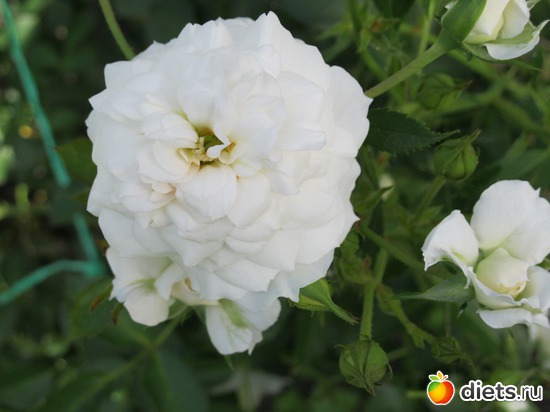 31 фото: Королева сада