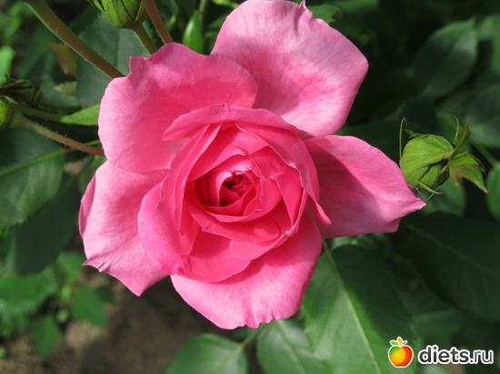 32 фото: Королева сада