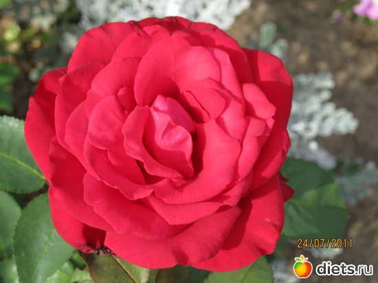 34 фото: Королева сада