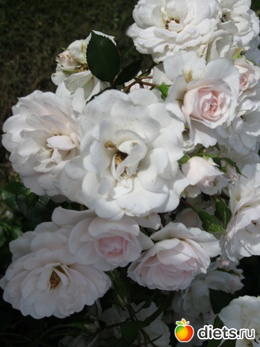 36 фото: Королева сада