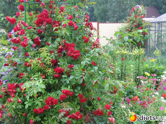 37 фото: Королева сада
