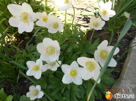 56 фото: Моя дача