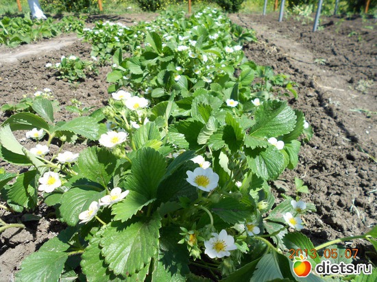 57 фото: Моя дача