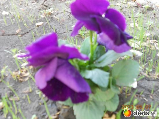 59 фото: Моя дача