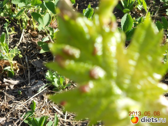 61 фото: Моя дача