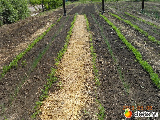 63 фото: Моя дача