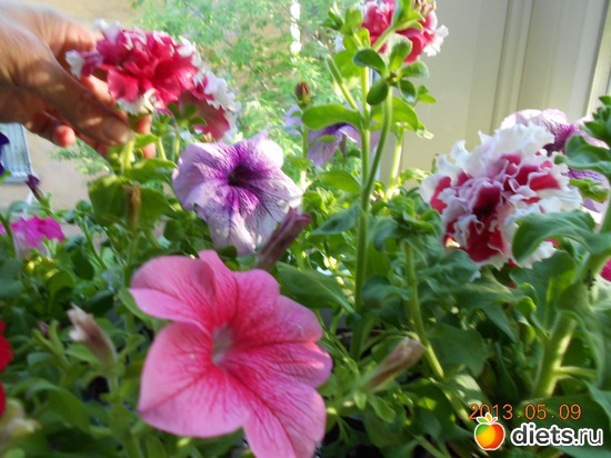 64 фото: Моя дача