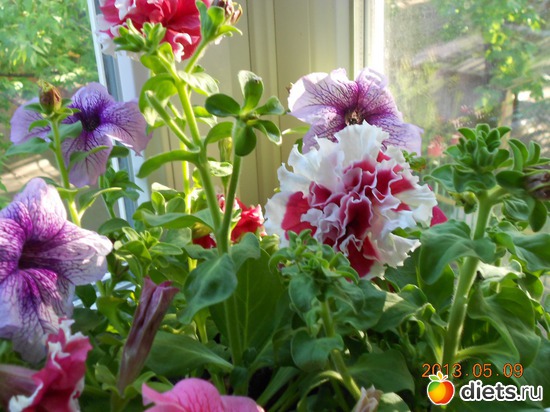 65 фото: Моя дача