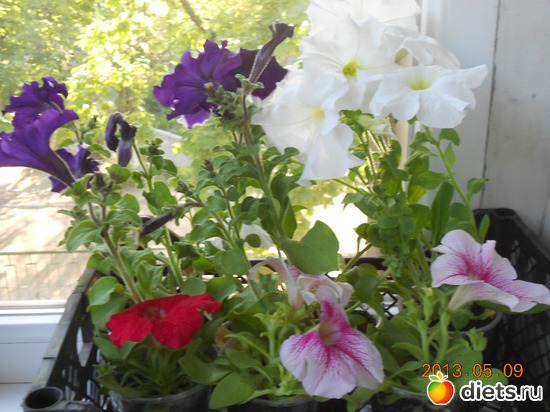 66 фото: Моя дача