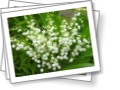 lilies of the valley 
