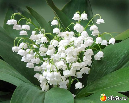 2 фото: lilies of the valley •