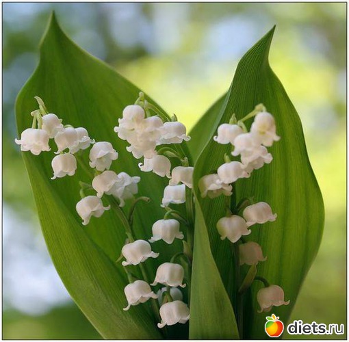 3 фото: lilies of the valley •