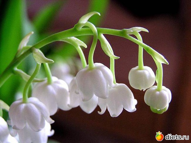 6 фото: lilies of the valley •