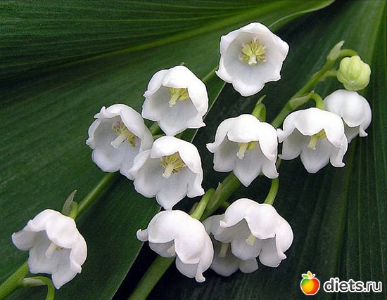 8 фото: lilies of the valley •
