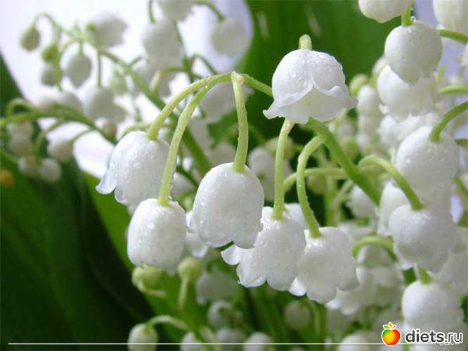 9 фото: lilies of the valley •