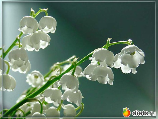 10 фото: lilies of the valley •