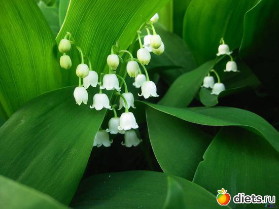 11 фото: lilies of the valley •