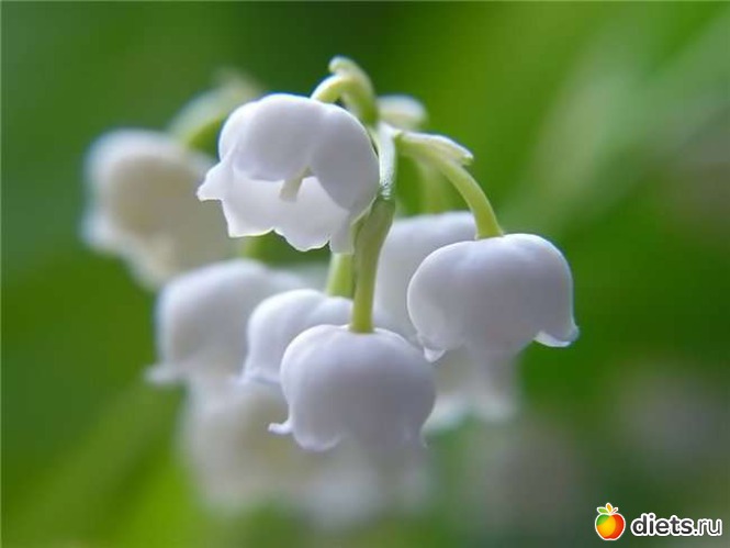 14 фото: lilies of the valley •