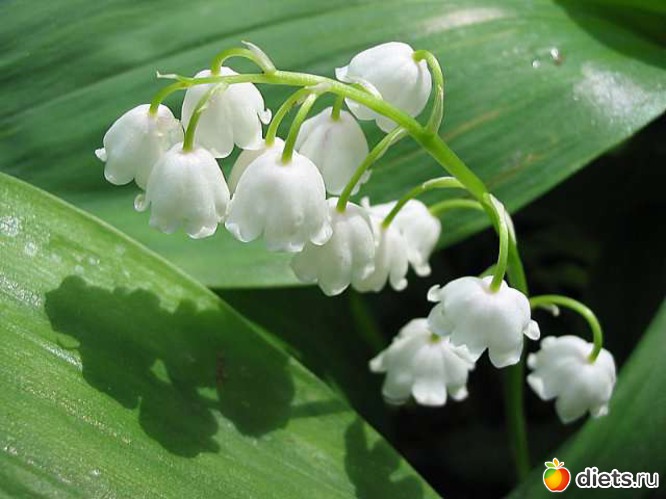 15 ����: lilies of the valley �