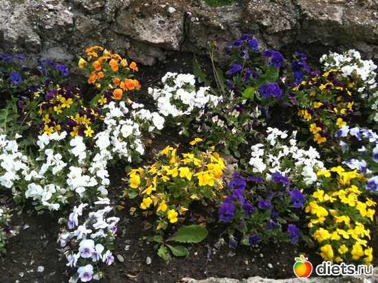 5 ����: �����  ���� � ����