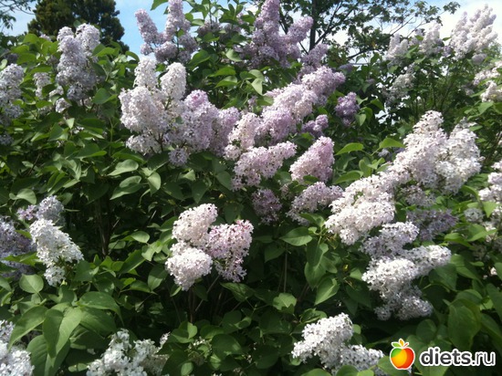 8 ����: �����  ���� � ����