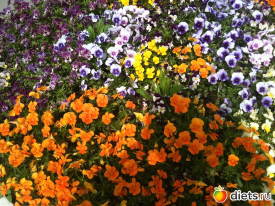 9 ����: �����  ���� � ����