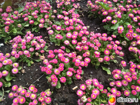 26 ����: �����  ���� � ����