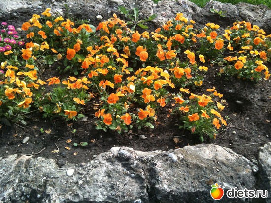 27 ����: �����  ���� � ����