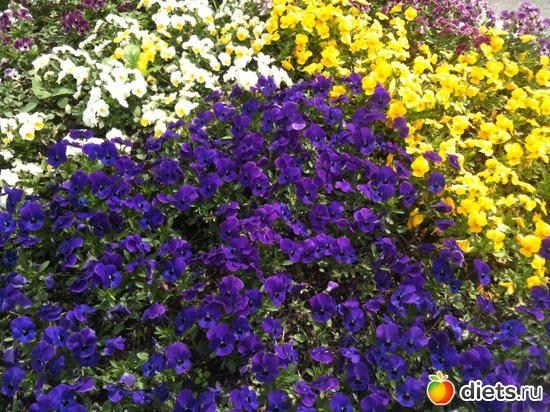 29 ����: �����  ���� � ����