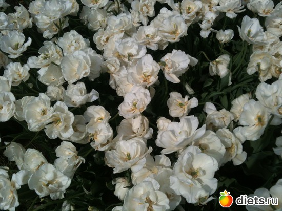 32 ����: �����  ���� � ����