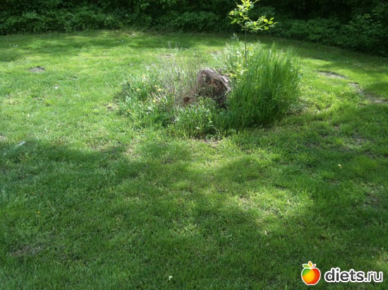 36 ����: �����  ���� � ����