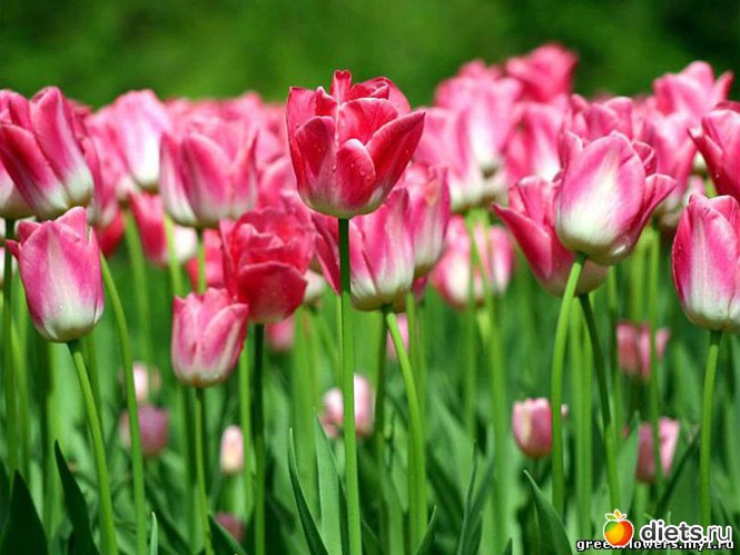 1 фото: tulips