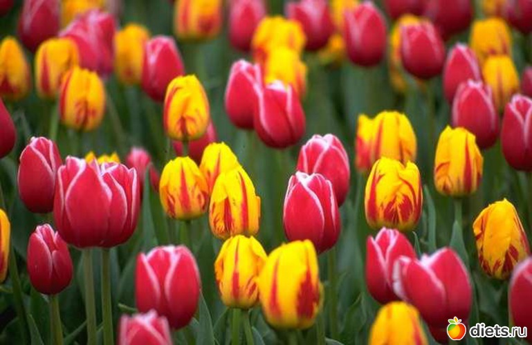 11 фото: tulips