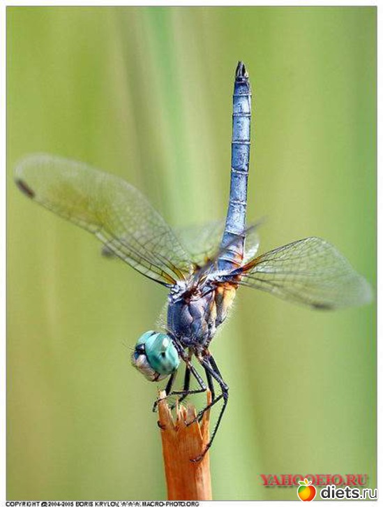 3 фото: dragonfly •