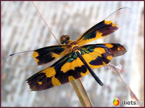 4 фото: dragonfly •