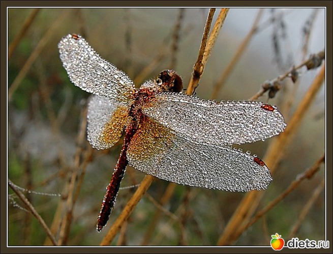 7 фото: dragonfly •